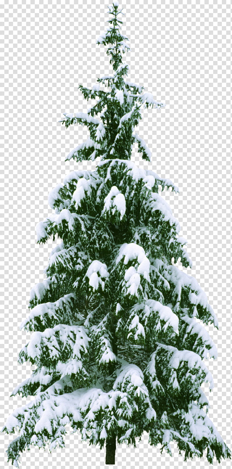 Christmas And New Year, Christmas Tree, Christmas Day, Snow, New Year Tree, Fraser Fir, Snowflake, Christmas Decoration transparent background PNG clipart