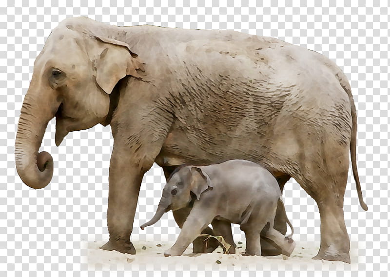 Elephant, Indian Elephant, African Elephant, Snout, Animal, Wildlife, Animal Figure, Working Animal transparent background PNG clipart