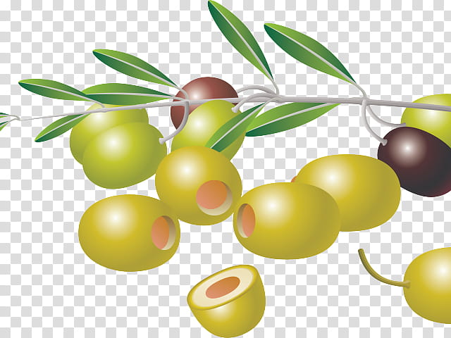 Family Tree, Olive, Food, Olive Oil, Logo, Mediterranean Cuisine, Olive Branch, Bay Laurel transparent background PNG clipart