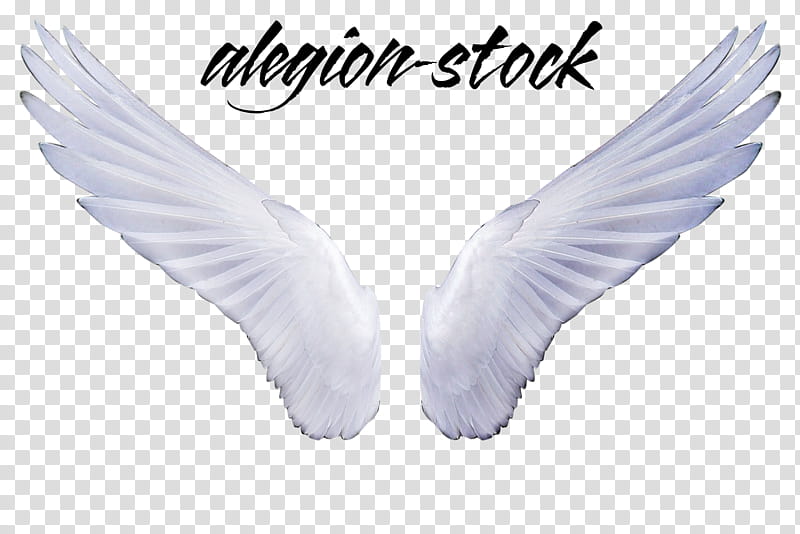 Angel Wings  , two white wings illustration transparent background PNG clipart