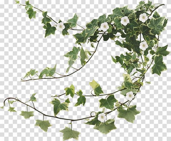 Family Tree, Common Ivy, Vine, Leaf, Virginia Creeper, Plants, Variegation, Devils Ivy transparent background PNG clipart