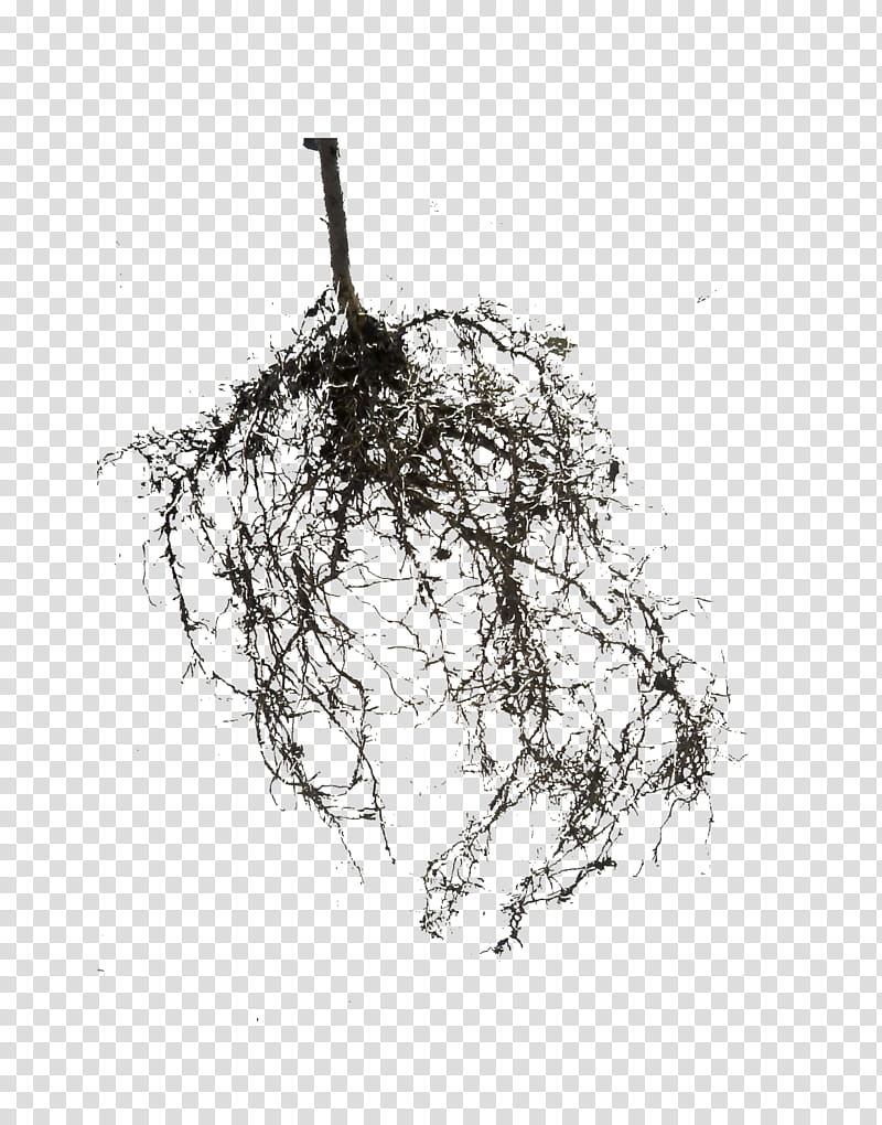 roots, tree roots transparent background PNG clipart