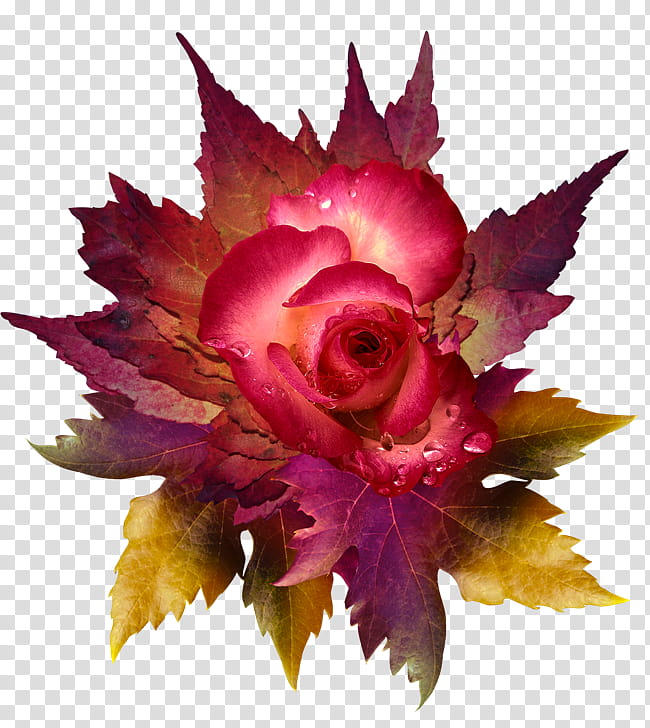 Pink Flower, Petal, Rose, Flower Bouquet, Leaf, Garden Roses, Autumn, Plant transparent background PNG clipart
