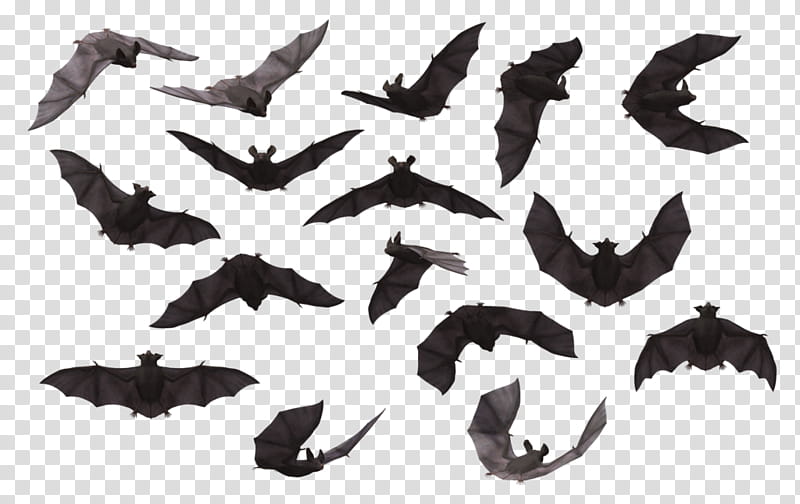 Animal s, black and gray bat transparent background PNG clipart