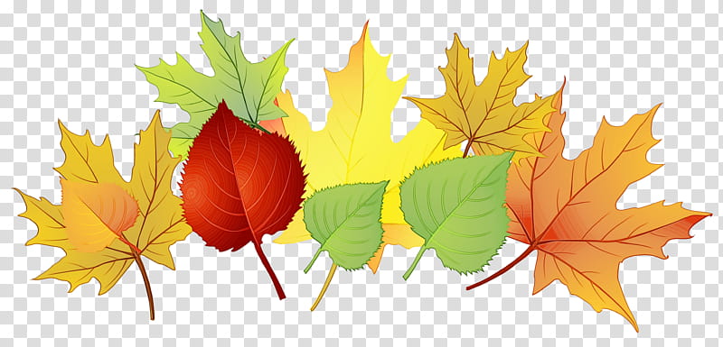 Family Tree, Maple Leaf, Autumn, Computer, Plant, Black Maple, Plane, Woody Plant transparent background PNG clipart