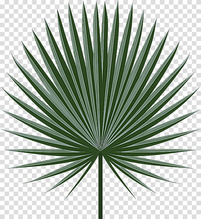 Palm tree, Leaf, Green, Sabal Palmetto, Arecales, Plant, Sabal Minor, Woody Plant transparent background PNG clipart
