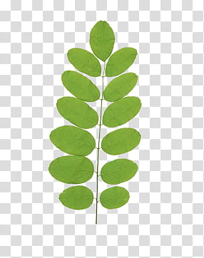 leaves P, green-leafed plant transparent background PNG clipart