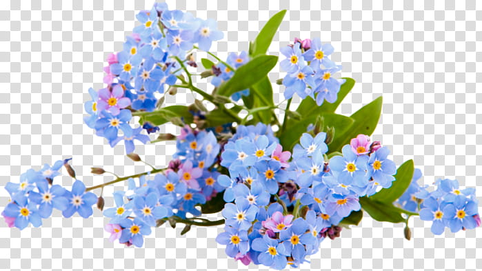 Family Tree Design, Scorpion Grasses, Flower, Blue, Plant, Branch, Flora, Forget Me Not transparent background PNG clipart