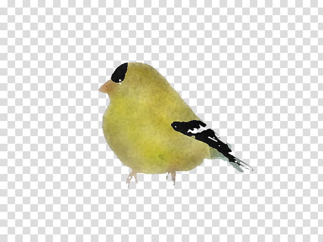 Feather, Bird, Beak, Finch, Yellow, American Goldfinch, Songbird, Perching Bird transparent background PNG clipart