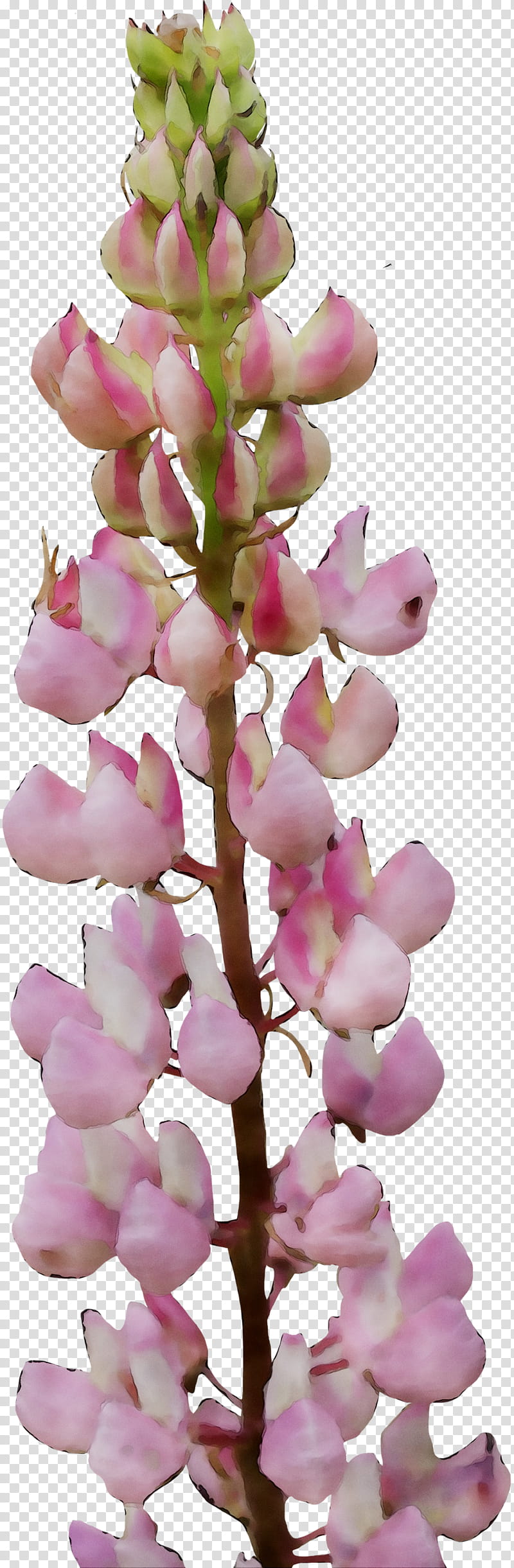 Pink Flower, Foxgloves, Pink M, Plants, Rtv Pink, Petal, Redbud, Red Bud transparent background PNG clipart