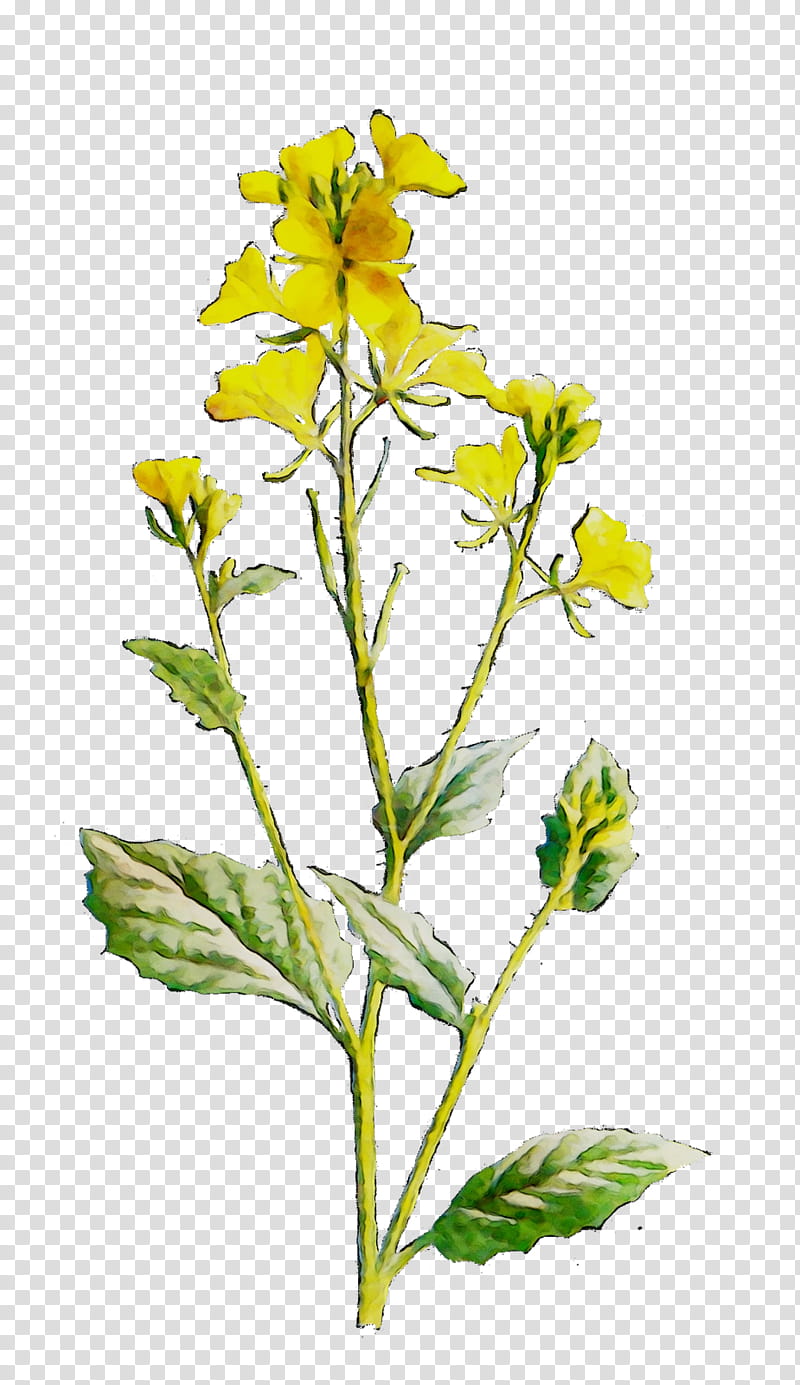 Flower Garden, Plant Stem, Subshrub, Mustard, Common Eveningprimrose, Herbalism, Plants, Yellow transparent background PNG clipart