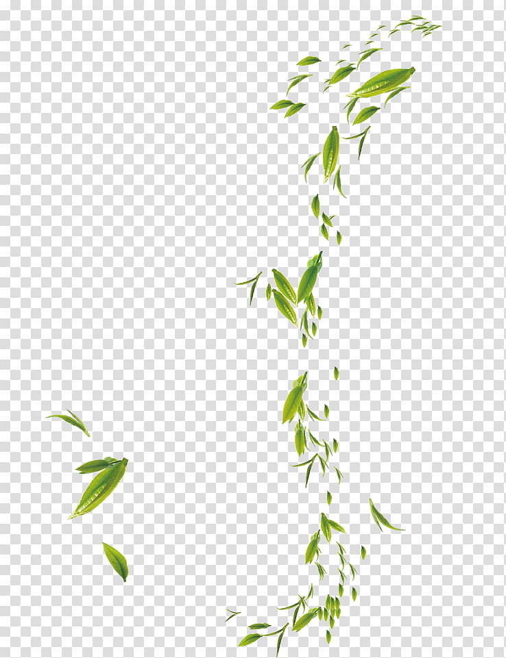 Family Tree, Bamboo, Battery Charger, Leaf, Green, Grasses, Plant, Branch transparent background PNG clipart