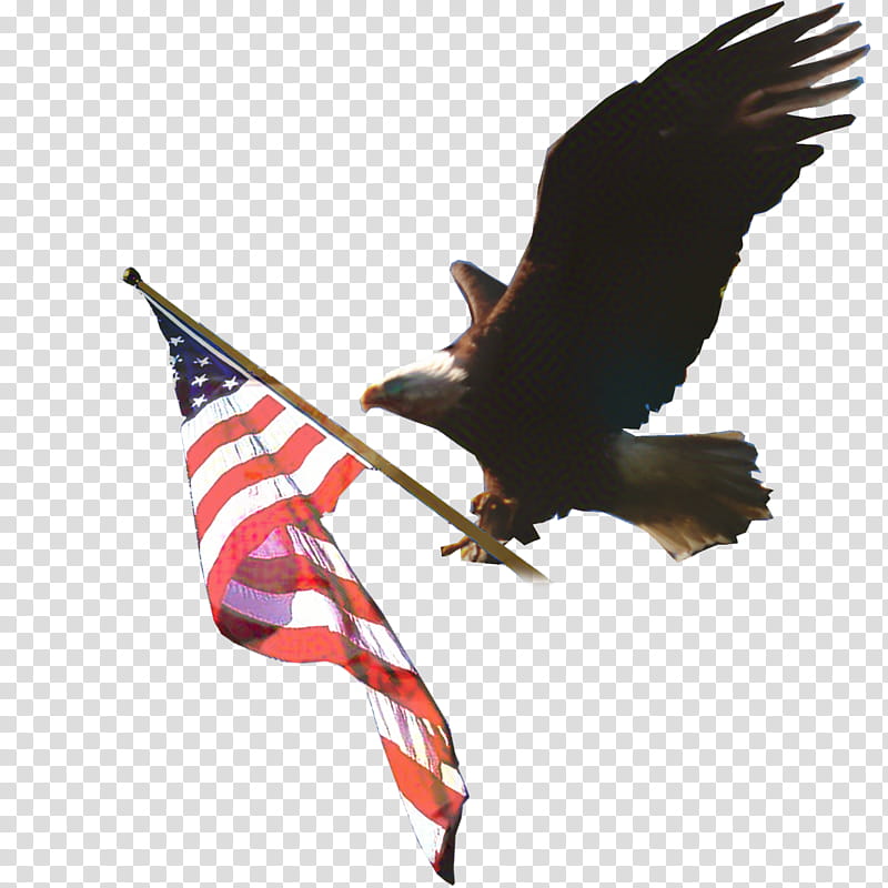 Sea Bird, Eagle, Vulture, Beak, Bird Of Prey, Bald Eagle, Accipitridae, Kite transparent background PNG clipart