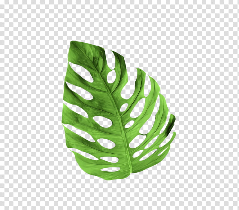 Fern, Green, Monstera Deliciosa, Leaf, White, Plant, Vascular Plant, Alismatales transparent background PNG clipart