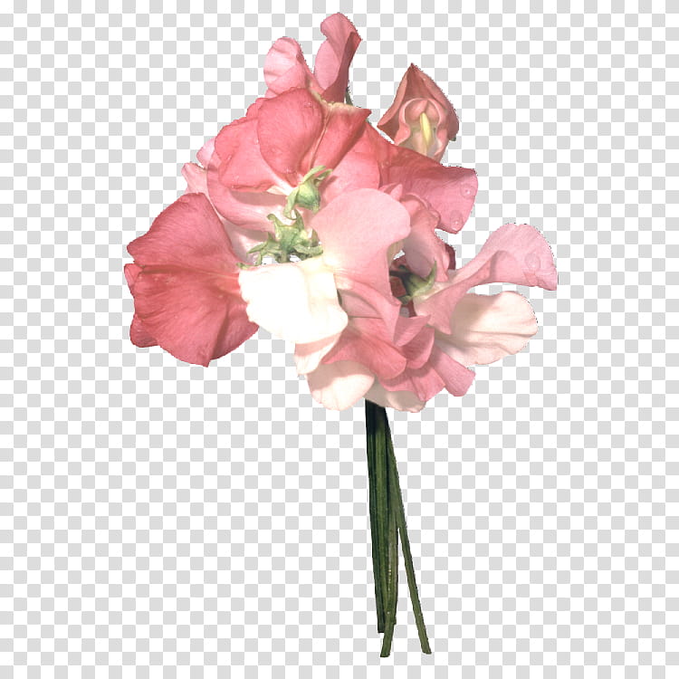 Sweet Pea Flower, Floral Design, Cut Flowers, Rose, Flower Bouquet, Petal, Orchids, Artificial Flower transparent background PNG clipart