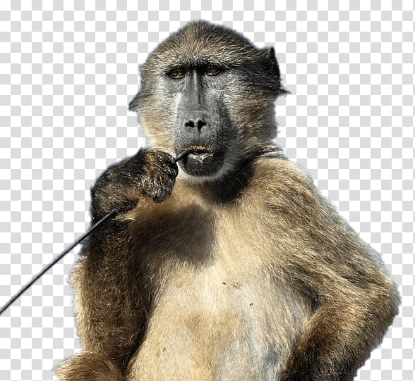 Monkey, Chacma Baboon, King Baboon Spider, Animal, Baboons, Old World Monkeys, Snout, Macaque transparent background PNG clipart