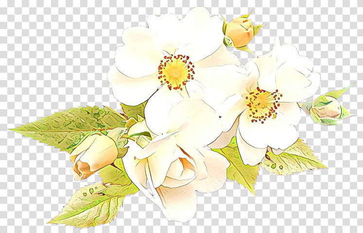 flower white petal plant flowering plant, Cartoon, Cut Flowers, Blossom, Rose Family, Bouquet, Mock Orange transparent background PNG clipart