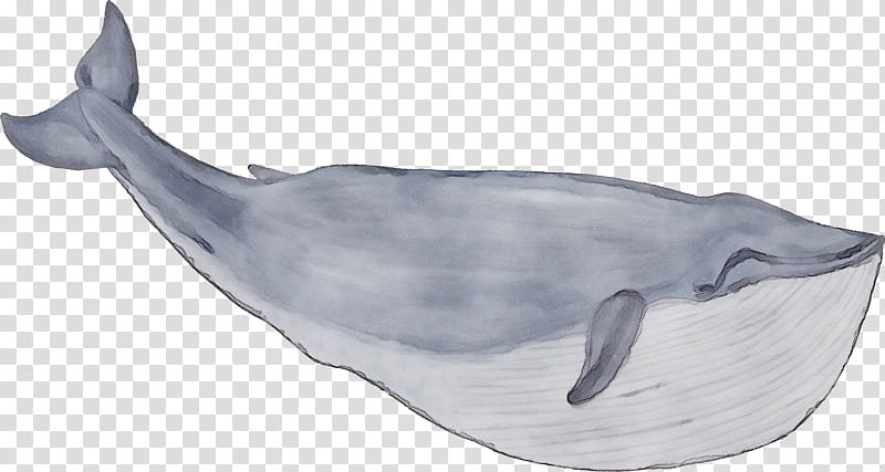 marine mammal bottlenose dolphin common bottlenose dolphin cetacea sperm whale, Watercolor, Paint, Wet Ink, Blue Whale, Bowhead, Roughtoothed Dolphin transparent background PNG clipart