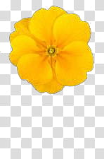 Yellow Flowers, yellow rose in bloom illiustration transparent background PNG clipart