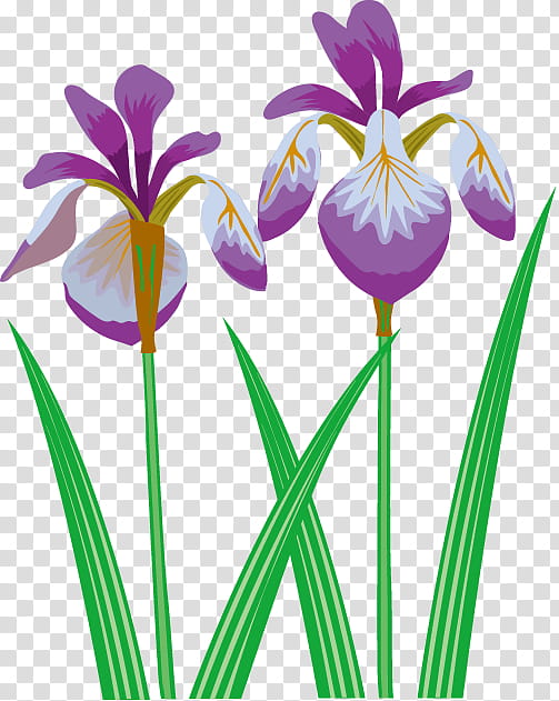 Flowers, Irises, Iris Ensata Var Ensata, Iris Sanguinea, Sweet Flag, Plants, Season, Cut Flowers transparent background PNG clipart