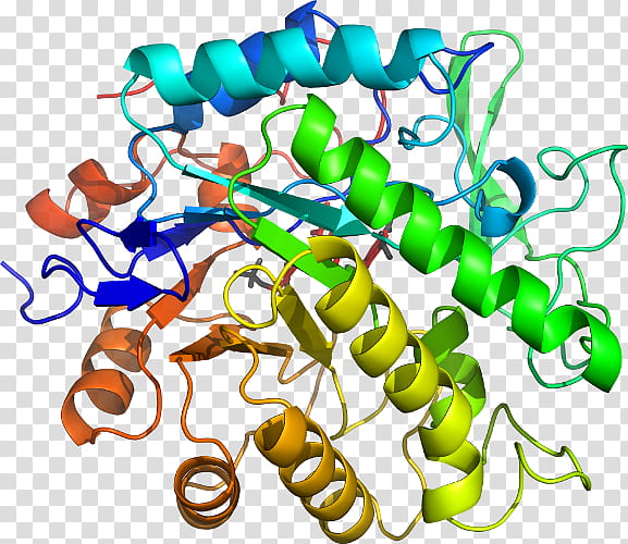 Glucosidases Animal Figure, Betaglucosidase, Enzimski Supstrat, Glycoside Hydrolase, Enzyme, Text, Pentaerythritol Tetranitrate transparent background PNG clipart