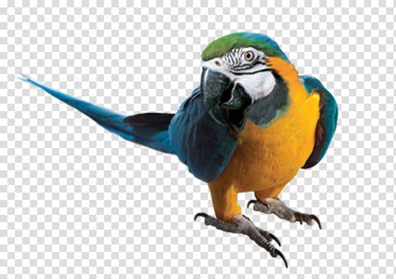 Bird Parrot, Macaw, Blueandyellow Macaw, Hyacinth Macaw, Beak, Perching Bird, Parakeet transparent background PNG clipart