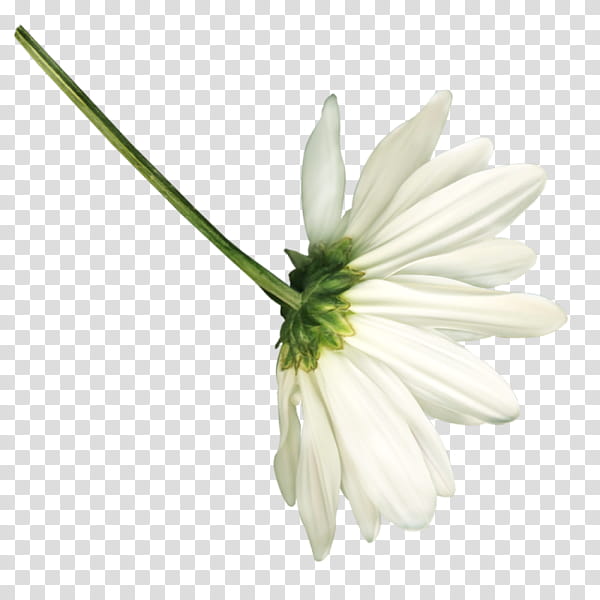 White Lily Flower, Petal, Daisy Family, Chamomile, Oxeye Daisy, Common Daisy, Cut Flowers, Flower Bouquet transparent background PNG clipart