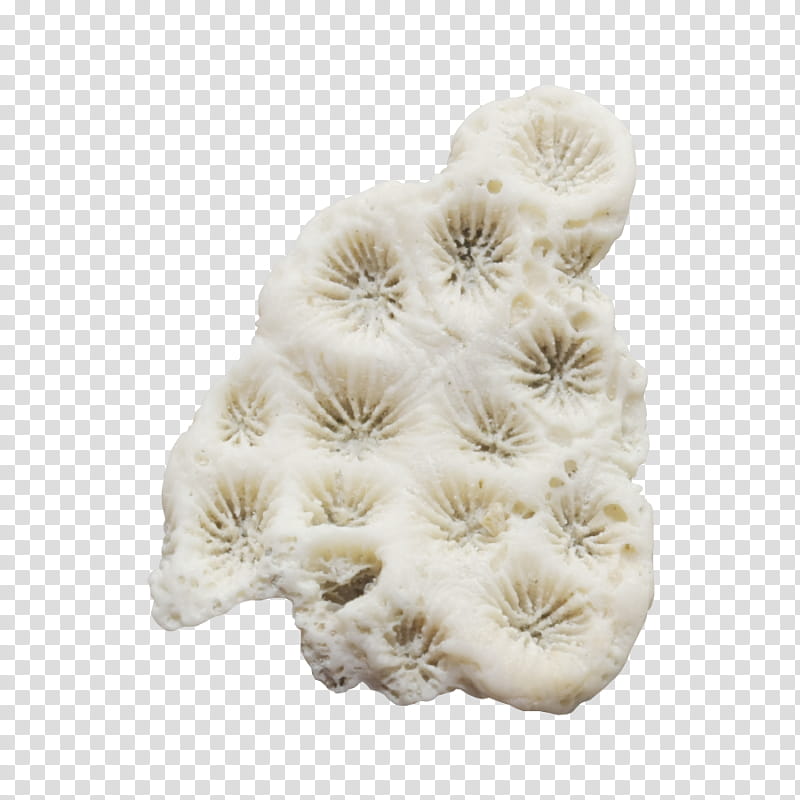 Beige Flower, Seaweed, Algae, Drawing, Coral, Seashell, White, Fur transparent background PNG clipart
