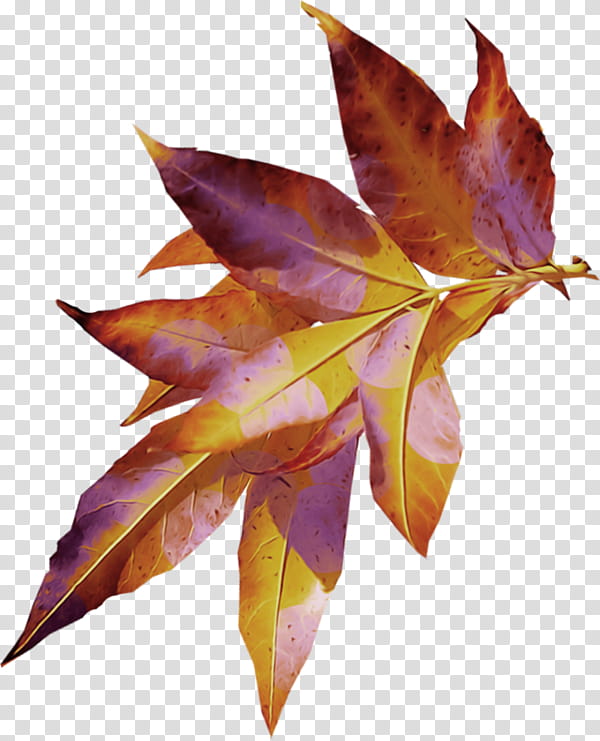 Autumn Leaves, Leaf, Plants, Cinemagraph, Maple Leaf, Symmetry transparent background PNG clipart
