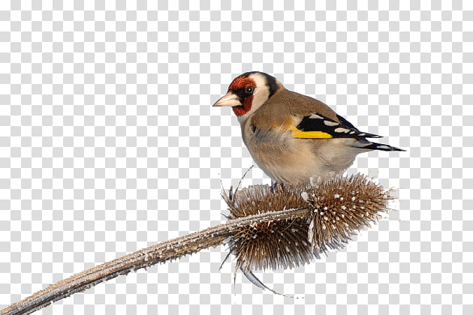 Singing, Bird, Passerine, Wren, Common Nightingale, Bird Vocalization, Rossignol, European Goldfinch transparent background PNG clipart