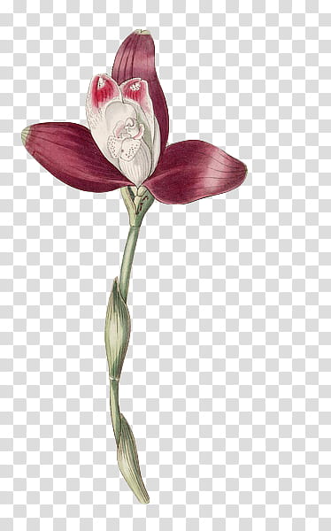 Flower Euphoria, red and white orchid art transparent background PNG clipart