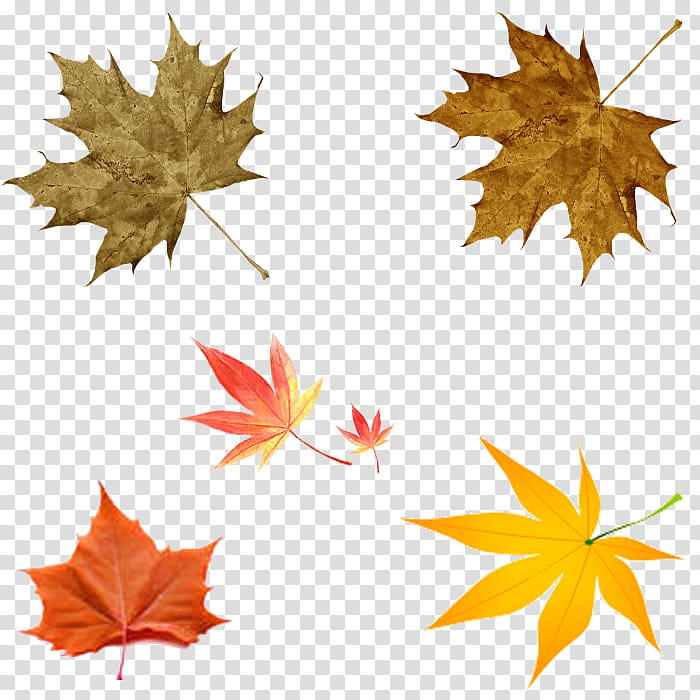 Family Tree Drawing, Leaf, Autumn, Maple Leaf, Painting, Yellow, Green, Autumn Leaf Color transparent background PNG clipart