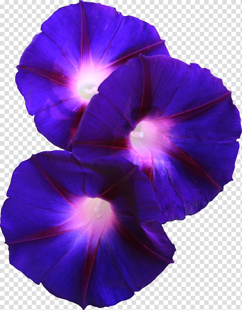 Grandpa Ott Morning Glory, blue-and-purple morning glory flowers art transparent background PNG clipart
