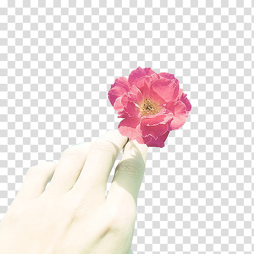 , pink-petaled flower in selective-color graphy transparent background PNG clipart