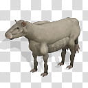 Spore creature Icelandic cow , white cattle illustration transparent background PNG clipart