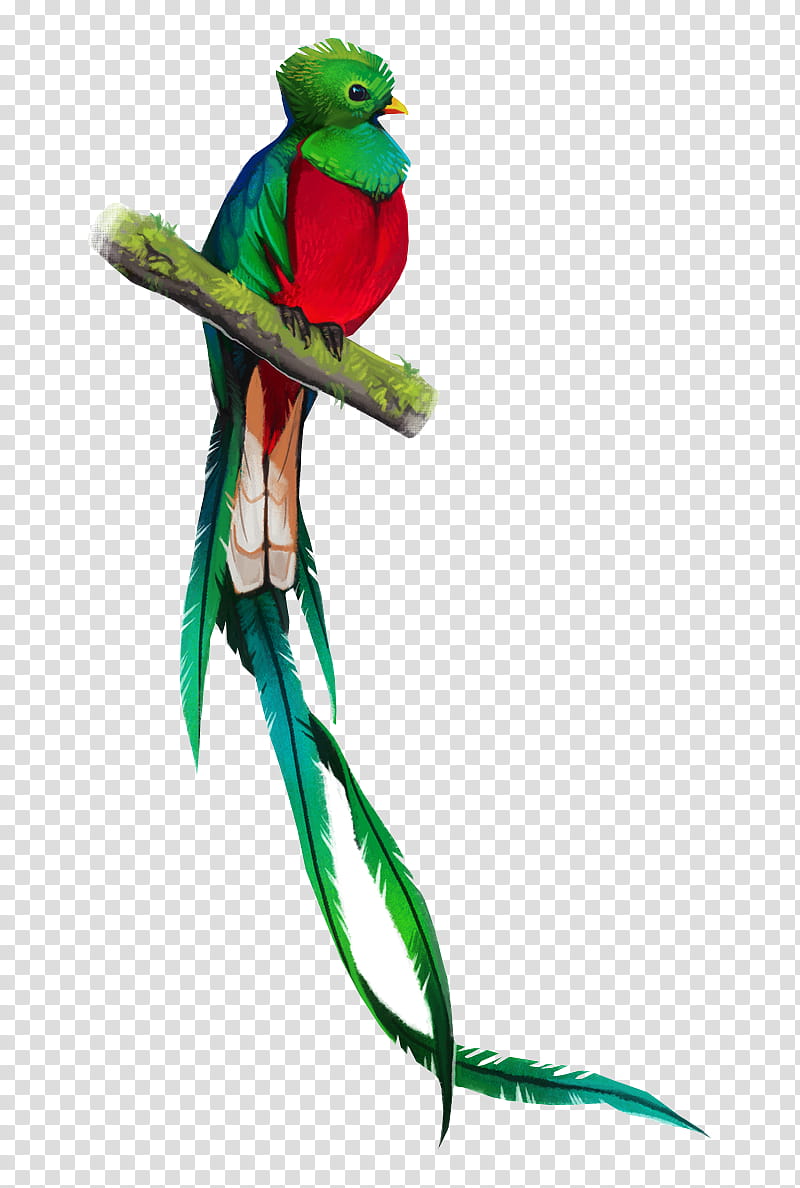 Quet AB tattoo tatuaje quetzal quetzalcoatl bird mexico ave natural  ab aquarelle  Quetzal tattoo Tattoos Animal tattoos