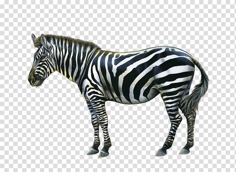 Zebra, black and white zebra transparent background PNG clipart