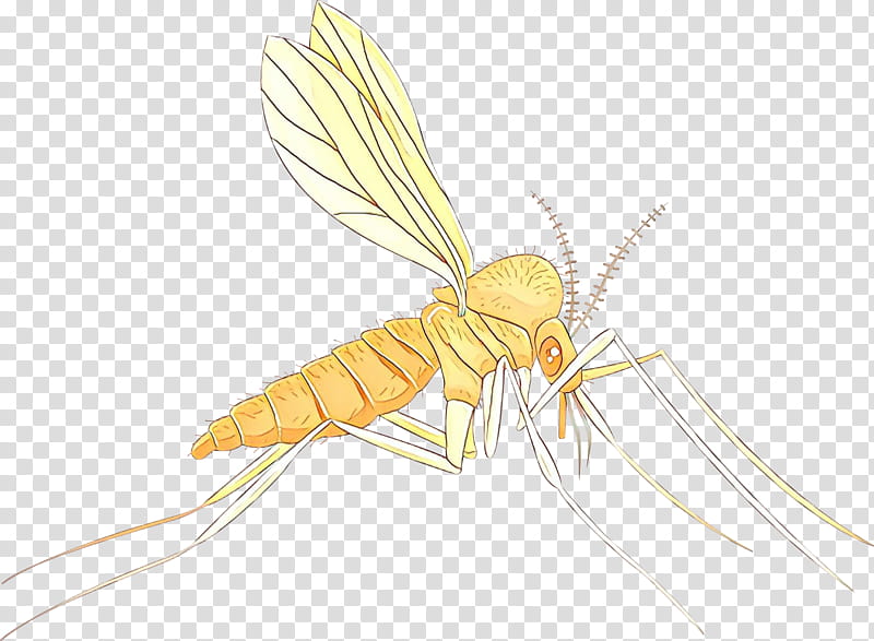 Mosquito Insect, Pollinator, Membrane, Pest, Wing, Yellow, Membranewinged Insect, Netwinged Insects transparent background PNG clipart