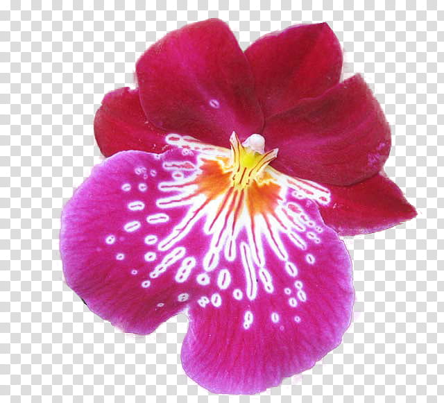 , pink and red orchid flower transparent background PNG clipart