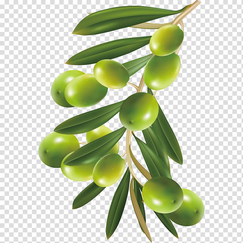 India Nature, Olive, Herb, Food, Superfood, Flag Of India, Tagged, Plant transparent background PNG clipart