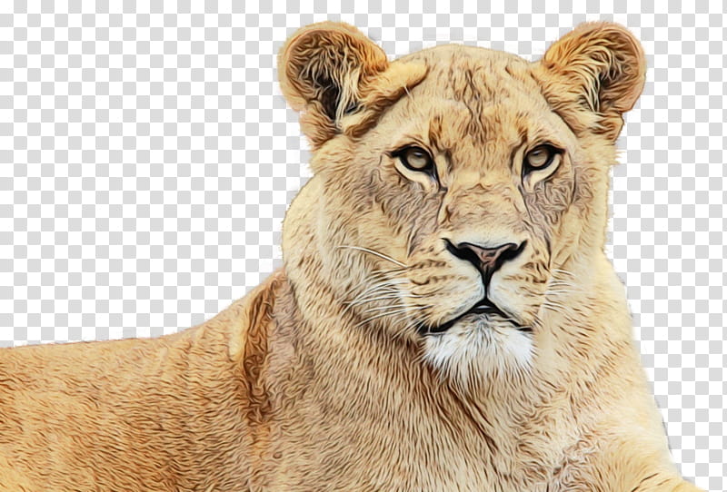 Cats, Lion, Roar, Lions Roar, Wildlife, Snout, Masai Lion, Adaptation transparent background PNG clipart