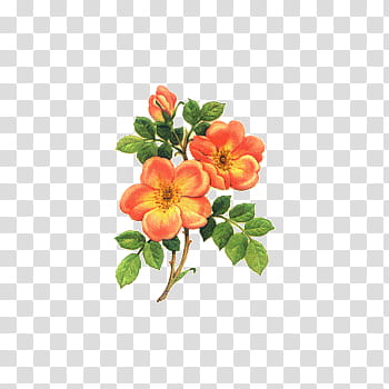 s, orange beach rose flowers transparent background PNG clipart