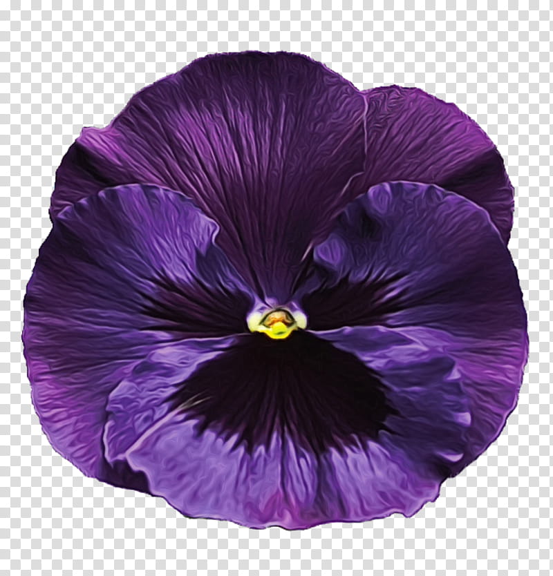 violet purple petal flower plant, Watercolor, Paint, Wet Ink, Pansy, Flowering Plant, Violet Family, VIOLA transparent background PNG clipart
