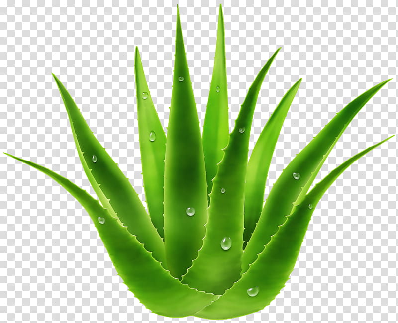 Aloe Vera Leaf, Watercolor, Paint, Wet Ink, Gel, Natural Skin Care, Plants, Aloin transparent background PNG clipart