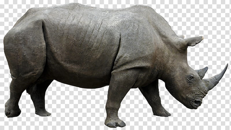 Rhino HQ, gray rhinoceros transparent background PNG clipart