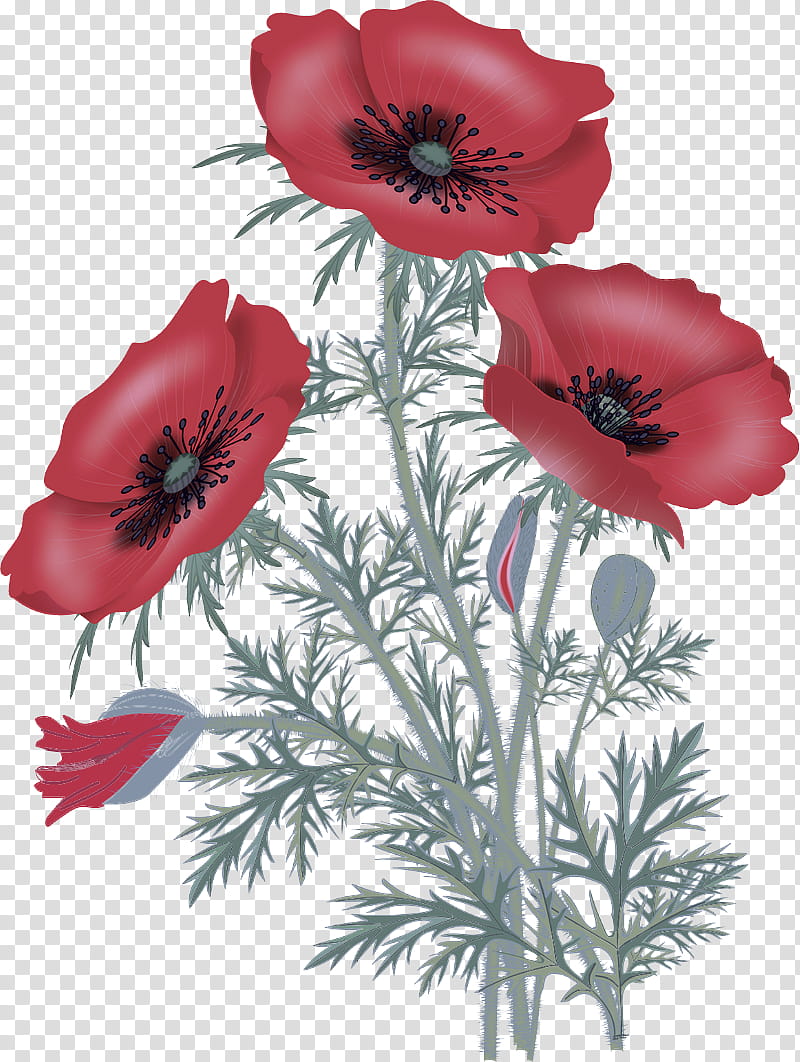 flower flowering plant oriental poppy red plant, Petal, Corn Poppy, Coquelicot, Anemone transparent background PNG clipart