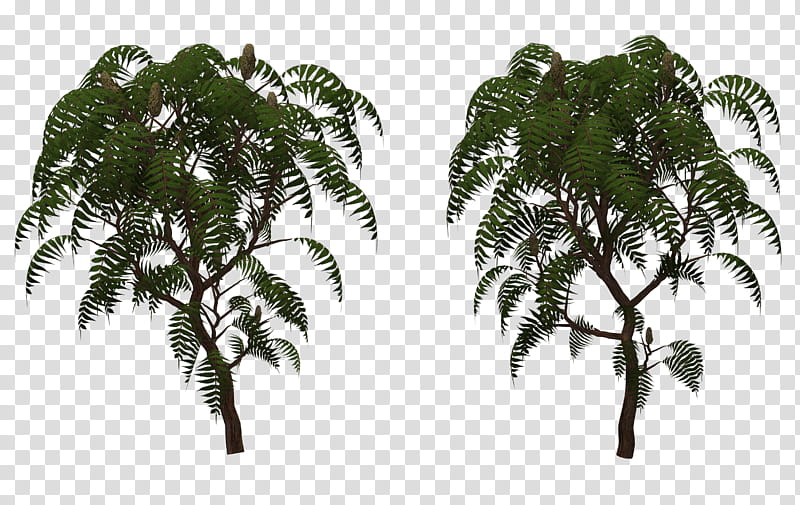 Sumac Tree , two green-leafed trees transparent background PNG clipart