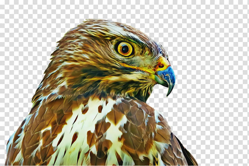bird beak hawk bird of prey accipitridae, Eagle, Coopers Hawk, Sharpshinned Hawk transparent background PNG clipart