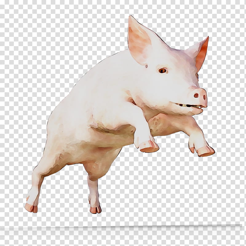 Pig, Pigs Ear, Snout, Suidae, Bull Terrier, Live, Animal Figure, Bull And Terrier transparent background PNG clipart