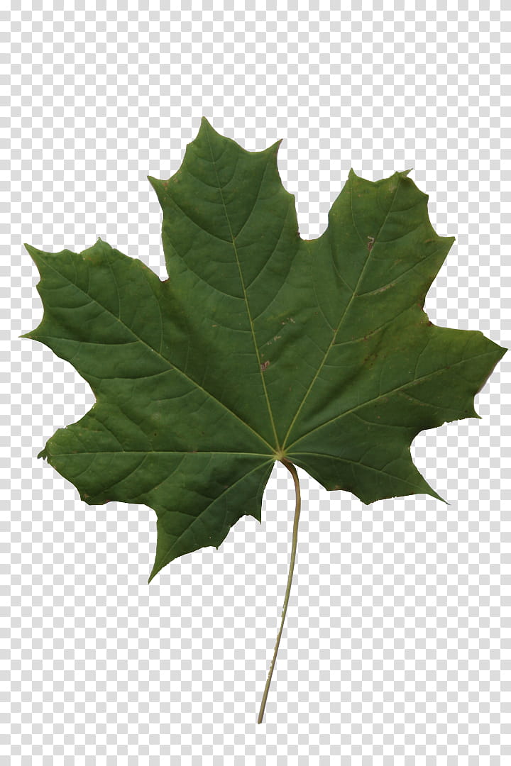 Oak Tree Leaves, Texture Mapping, 3D Computer Graphics, Drawing, 3D Modeling, Computer Software, Alpha Channel, Leaf transparent background PNG clipart